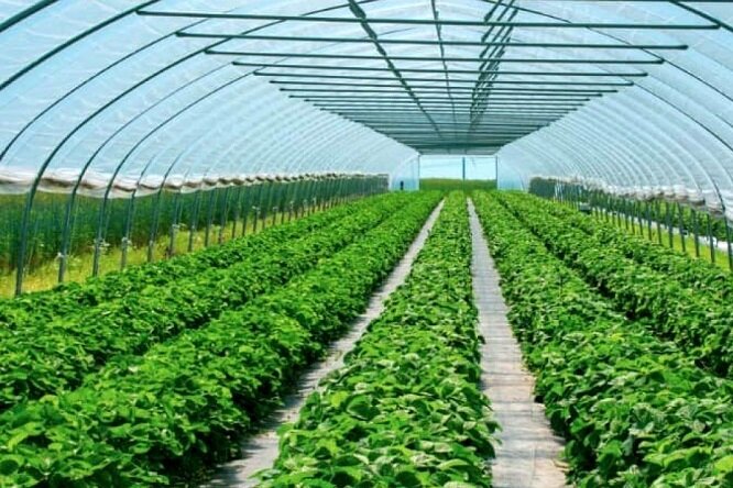 خلیجفارس الماسی برای ساحلنشینان؛ لزوم توسعه کشت گلخانهای با آب دریا