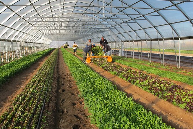 خلیجفارس الماسی برای ساحلنشینان؛ لزوم توسعه کشت گلخانهای با آب دریا