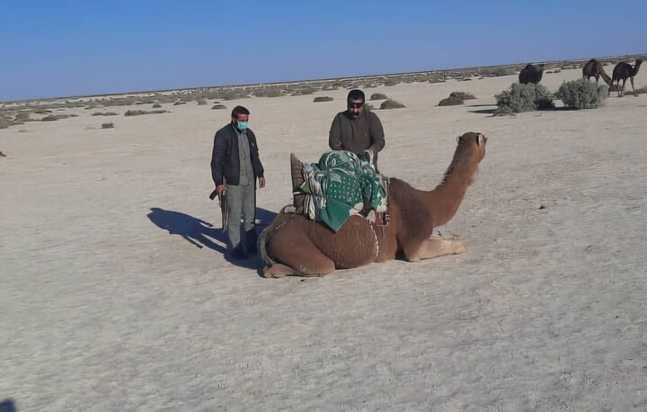 ۵۰ نفر شتر از بستر هامون خارج شدند