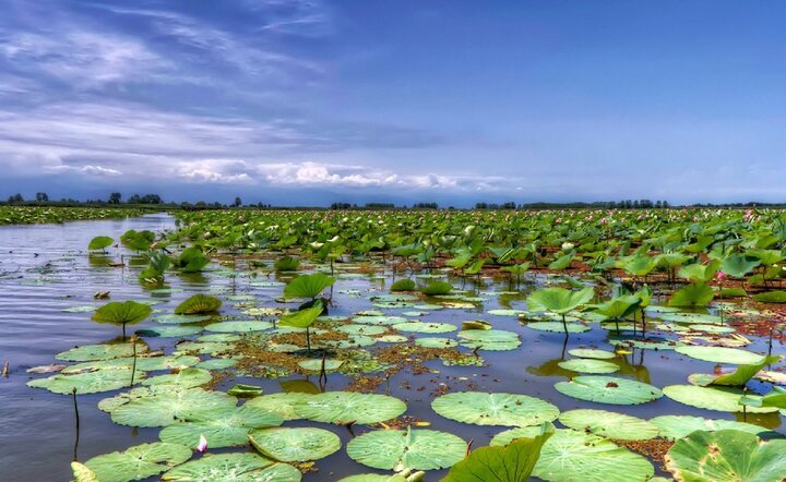 Iranian wetland city Bandar Khamir calls nature lovers