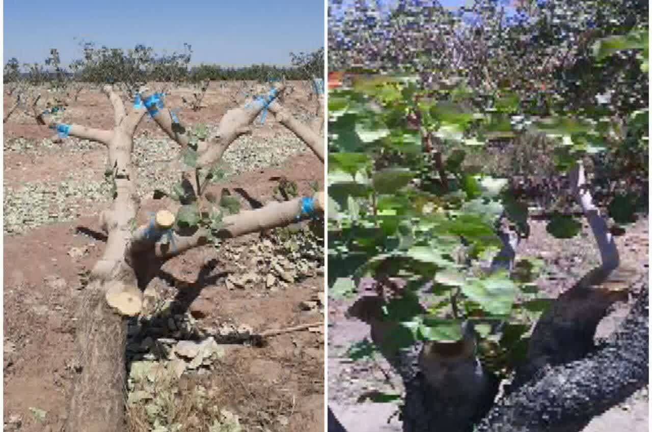 سرشاخه کاری درختان باعث افزایش محصول پسته میشود