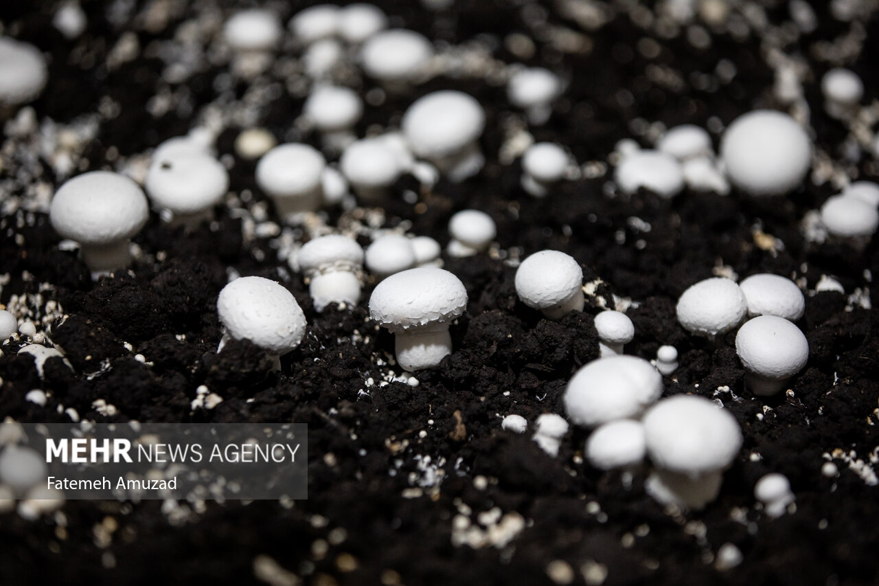 تبدیل مددجویان استان بوشهر به کارآفرین با توانمندسازی و حمایت