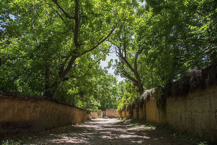 پای سودجویان روی مجرای تنفسی مردم یزد / چه کسی منجی باغ ها می‌شود؟
