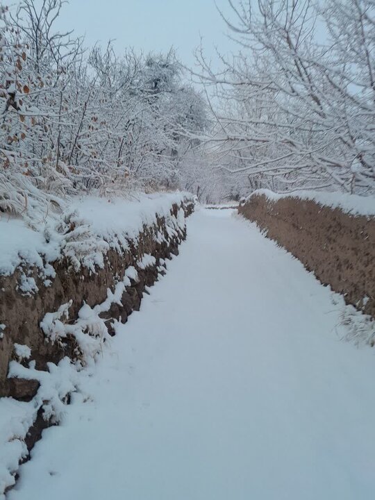 جلوههای زیبای برف بر قامت استان یزد