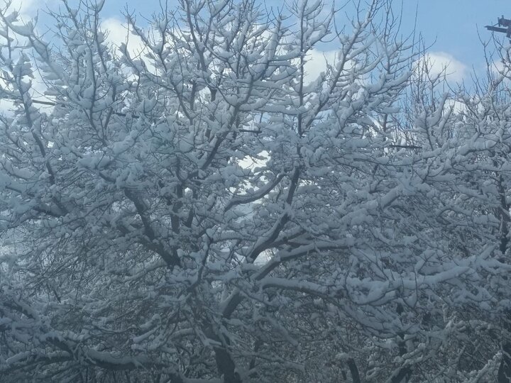 جلوههای زیبای برف بر قامت استان یزد