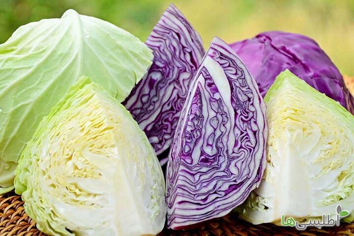 کلم بنفش در بازار 58 هزار تومان شد + جدول قیمت عمده میوه و سبزیجات