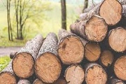 کشف ۴ تن چوب جنگلی قاچاق در ایست و بازرسی خلخال-اسالم