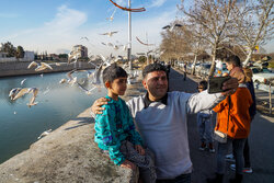 Gulls arrive in Iran's Shiraz from Siberia