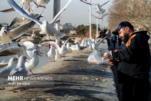 مرغان دریایی مهمانان زمستانی شیراز