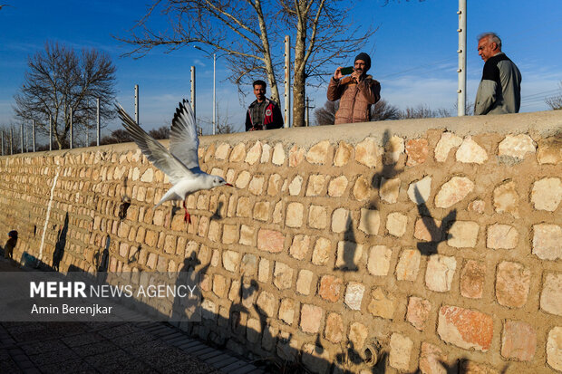 مرغان دریایی مهمانان زمستانی شیراز