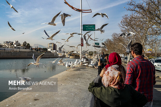 مرغان دریایی مهمانان زمستانی شیراز