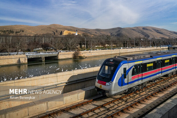 مرغان دریایی مهمانان زمستانی شیراز