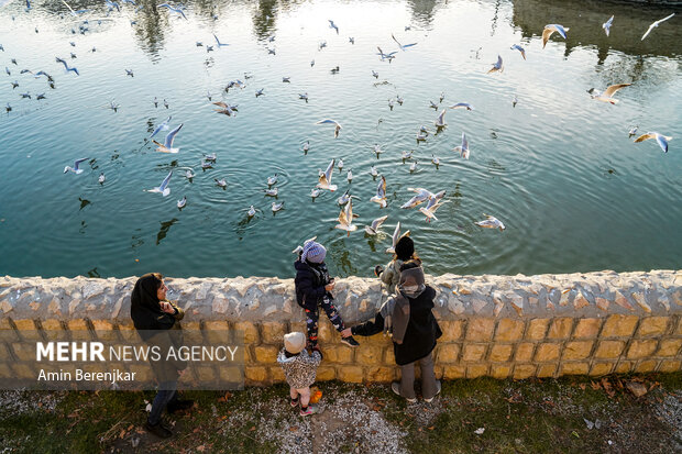 مرغان دریایی مهمانان زمستانی شیراز