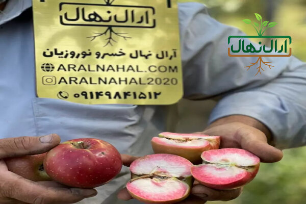 نهال،خريد،گردو،ميوه،انتخاب،نهالستان،توليد،آرال،معتبر،باغ،محص ...