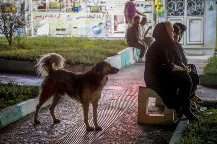 هشدار درباره افزایش سگهای ولگرد؛ زنگ خطر آسیب به سلامت محیط زیست