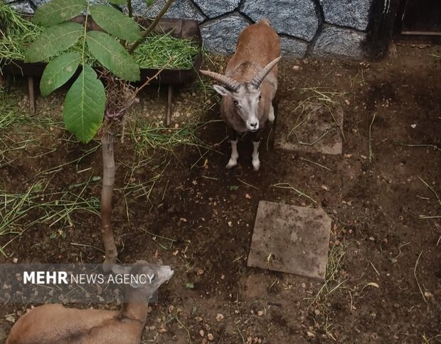 ماجرای چالان و چولان؛ محیطزیست اصفهان از باغ پرندگان قمصر شکایت کرد