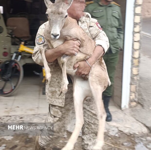 ماجرای چالان و چولان؛ محیطزیست اصفهان از باغ پرندگان قمصر شکایت کرد 3