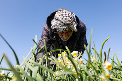 برداشت گل‌های تزئینی در خوزستان