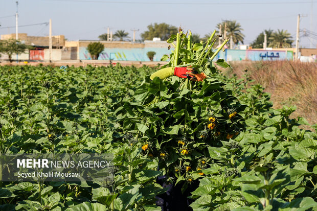 برداشت گلهای تزئینی در خوزستان