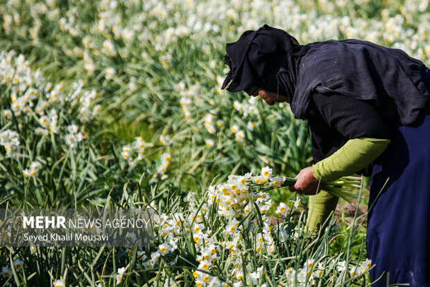 برداشت گل‌های تزئینی در خوزستان