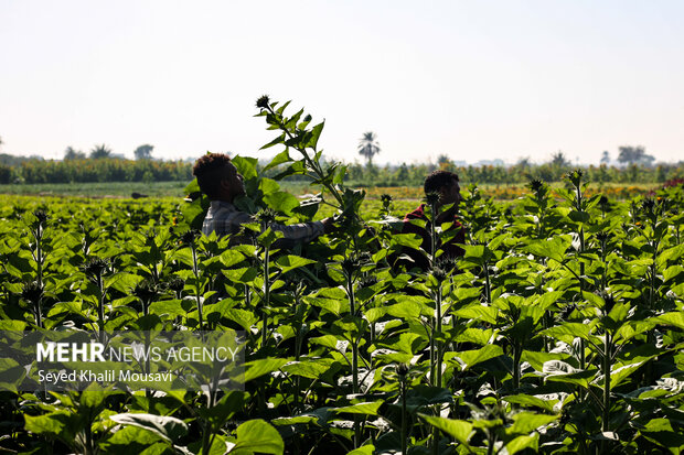 برداشت گلهای تزئینی در خوزستان