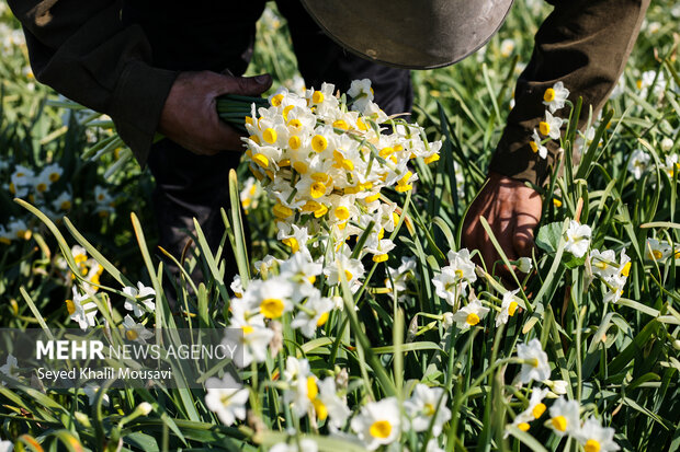 برداشت گلهای تزئینی در خوزستان