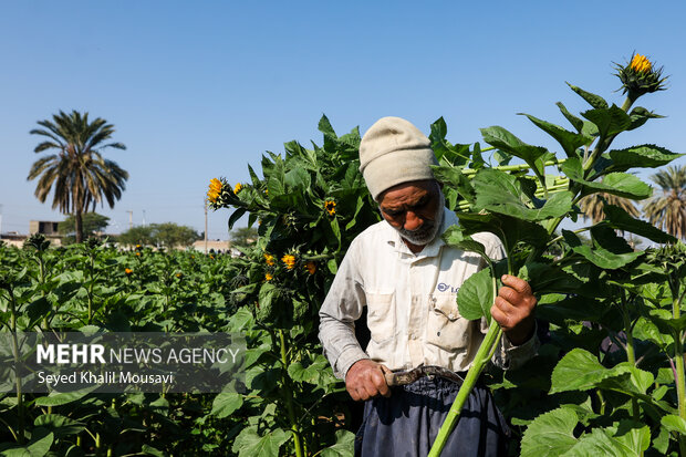 برداشت گلهای تزئینی در خوزستان