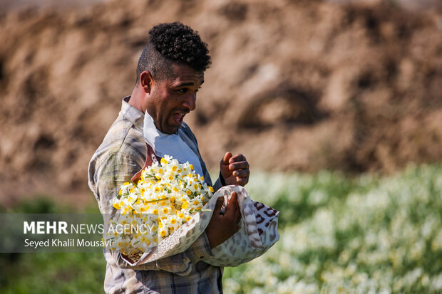 برداشت گلهای تزئینی در خوزستان