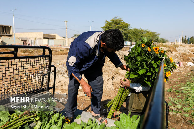 برداشت گلهای تزئینی در خوزستان