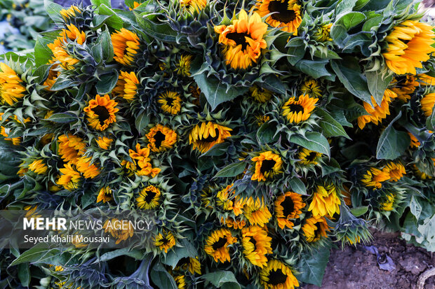 برداشت گلهای تزئینی در خوزستان