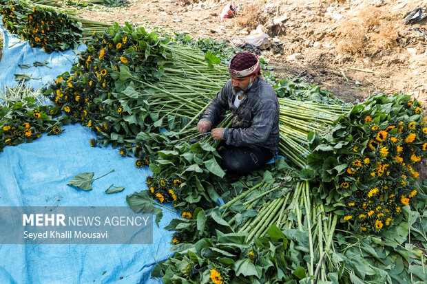 برداشت گل‌های تزئینی در خوزستان