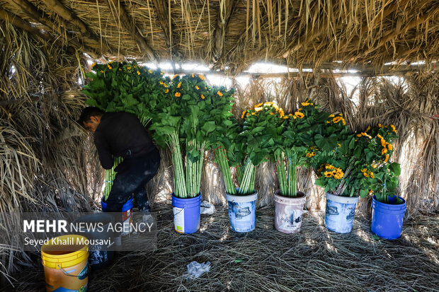 برداشت گلهای تزئینی در خوزستان