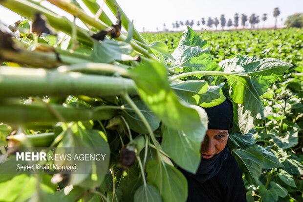 برداشت گلهای تزئینی در خوزستان