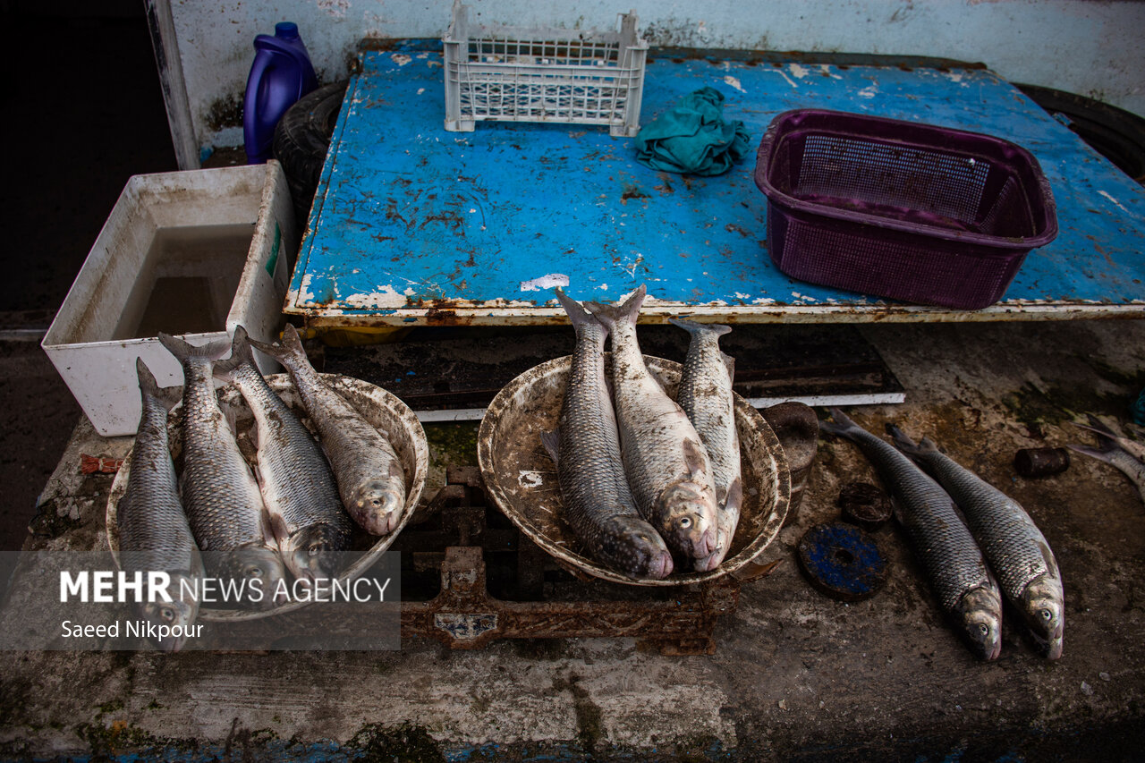 اینفوگرافیک؛ افزایش چشمگیر صید ماهیان استخوانی در گیلان اینفوگرافیک؛ افزایش چشمگیر صید ماهیان استخوانی در گیلان