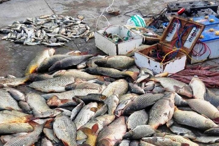 «صید ماهی با برق» روشی بیرحمانه و تهدیدی جدی برای آبزیان 3