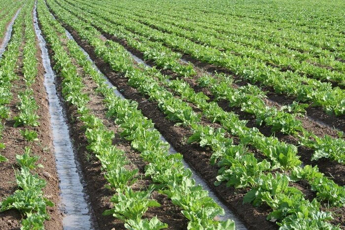 داستان مسیر پرچالش چغندر قند از مزرعه تا کارخانه