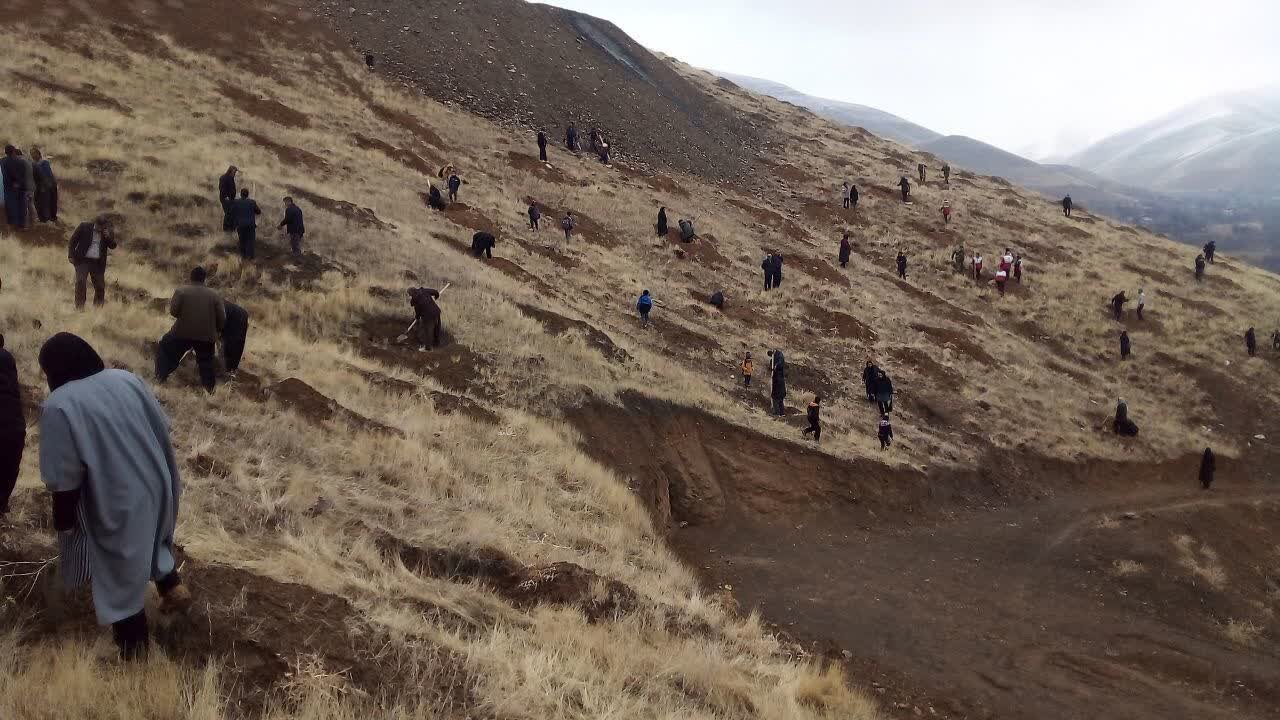 درخت‌هایی که‌ در روستای کیلانه به نام پدر کاشته شد