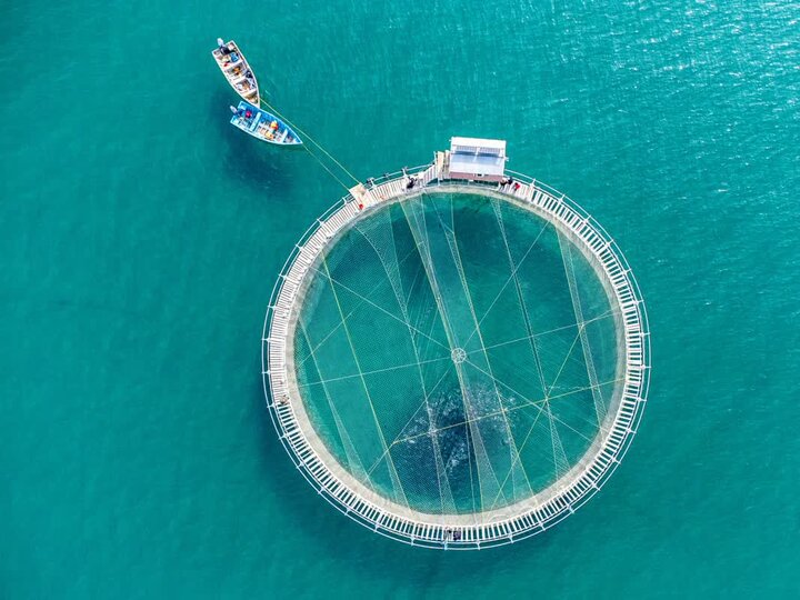 توسعه آبزیپروری در کنار خلیج فارس؛ تبدیل دریا و ساحل به فضای کسبوکار