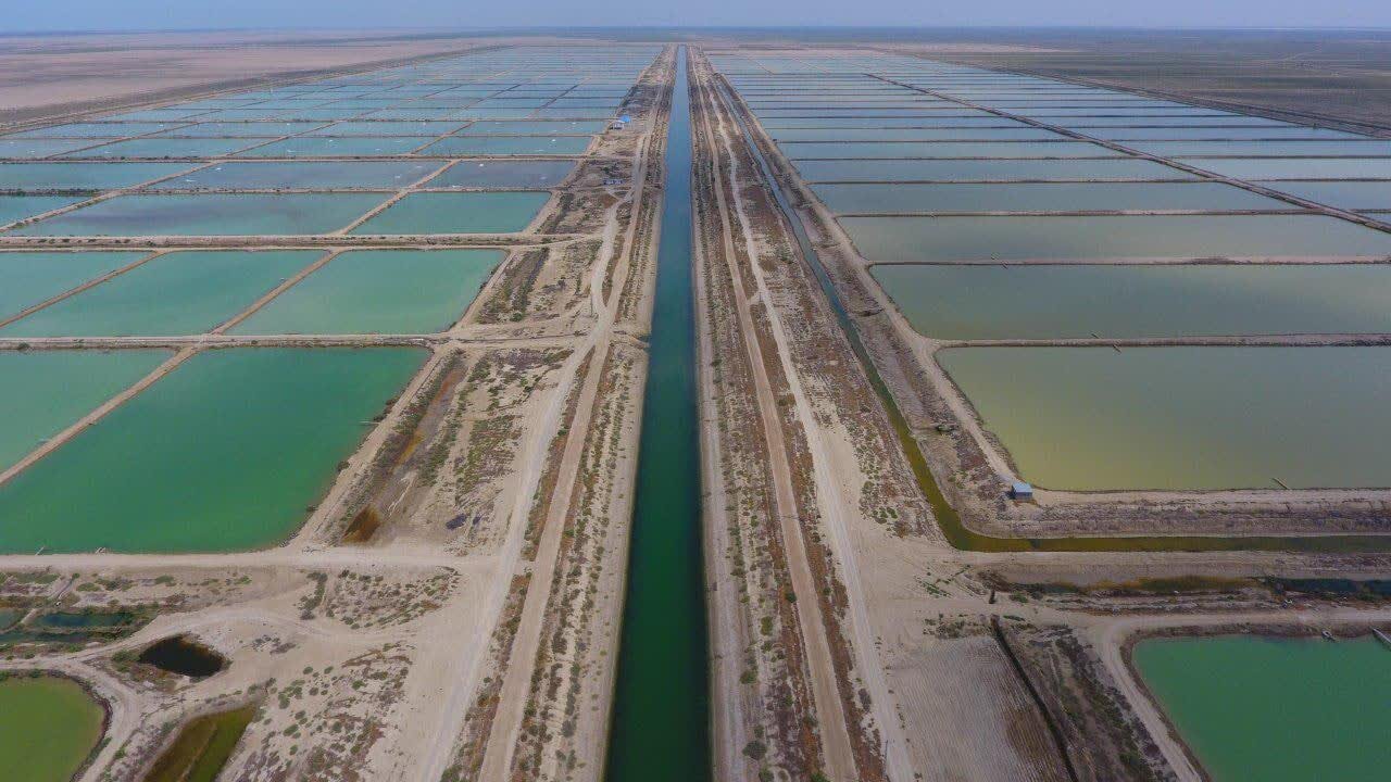 از میان موجها تا دل خانوادهها؛ میگوی گمیشان عامل توسعه و ارزآوری