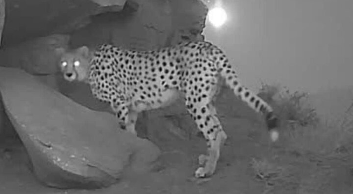 یوزپلنگ بالغ جدید در پارک ملی توران شاهرود شناسایی شد