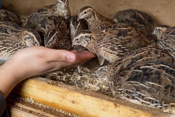 روحانی کارآفرین، در یک روستا کالای صادراتی تولید میکند روحانی کارآفرین، در یک روستا کالای صادراتی تولید میکند