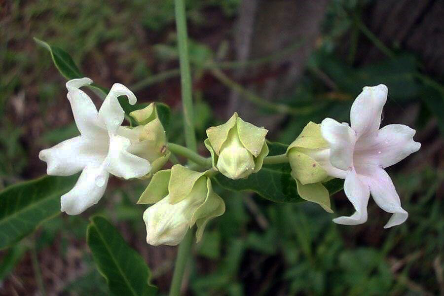 ریههای سبز گیلان در چنگال آروجیا؛ مهمان ناخواندهای که قاتل «هیرکان» است