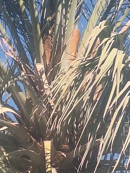 گلدهی خارج از فصل نخلها در بوشهر؛ تولید و کیفیت محصول در معرض تهدید