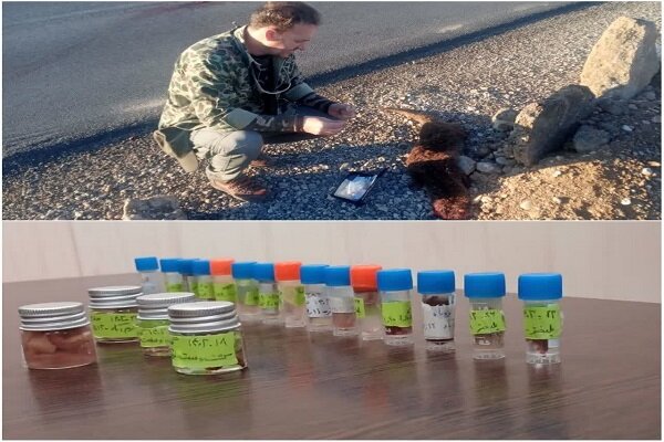 ۴۱ نمونه بیولوژیک از گونههای مختلف جانوری لرستان تهیه شد