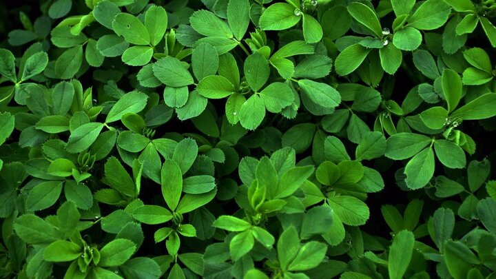 گیاهی که جایگزین قرصهای ویتامین است