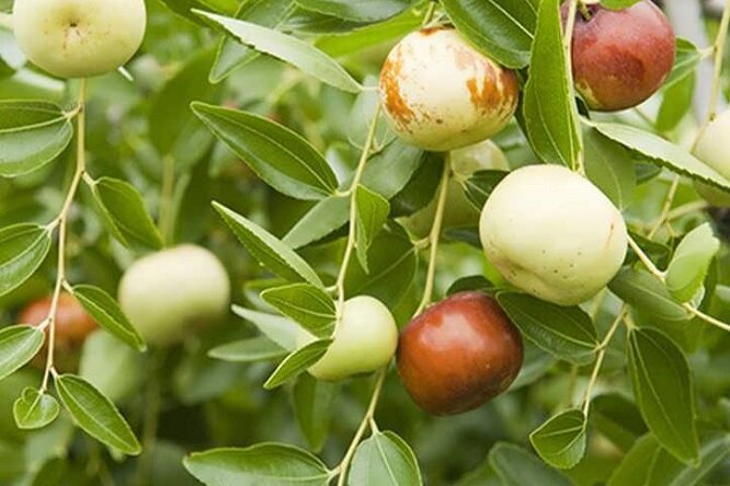 برداشت ۷۰۰ تن کنار پیوندی در دشتی؛ کشاورزان چشمانتظار حمایت برای صادرات