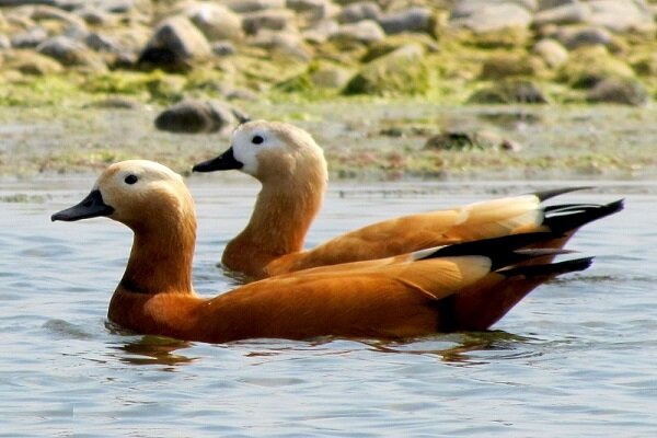 از جزئیات بیمه حیاتوحش تا مصدومیت محیطبان لرستانی