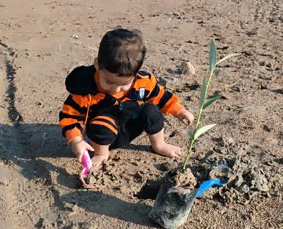 ۱۰۰۰ اصله نهال حرا در ساحل گناوه کاشته شد
