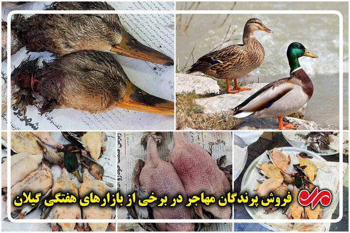 «شکار» سرنوشت شوم پرندگان مهاجر؛ وقتی گیلان مهماننوازی نمیکند
