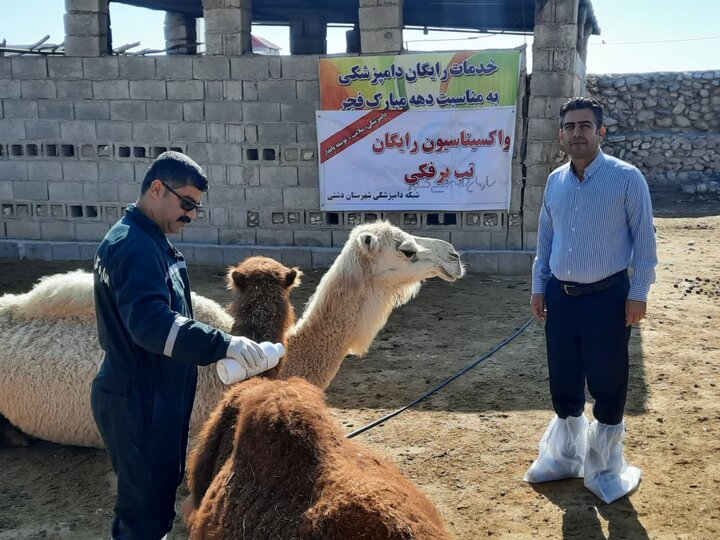 خدمات رایگان دامپزشکی به دامداران دشتی ارائه شد خدمات رایگان دامپزشکی به دامداران دشتی ارائه شد